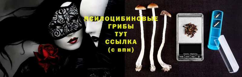 блэк спрут вход  Горно-Алтайск  Псилоцибиновые грибы Psilocybine cubensis 